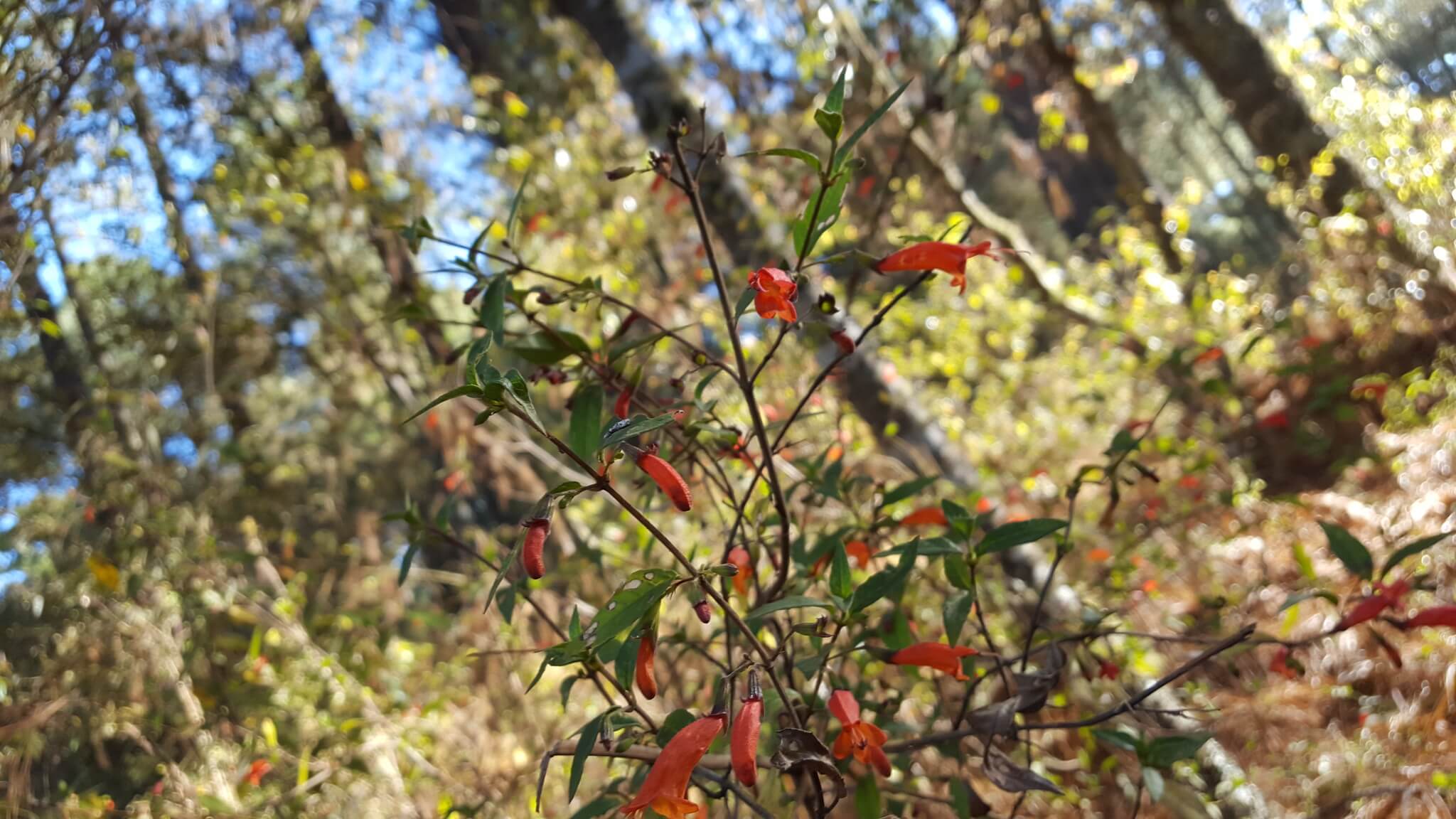 Clinopodium macrostemum